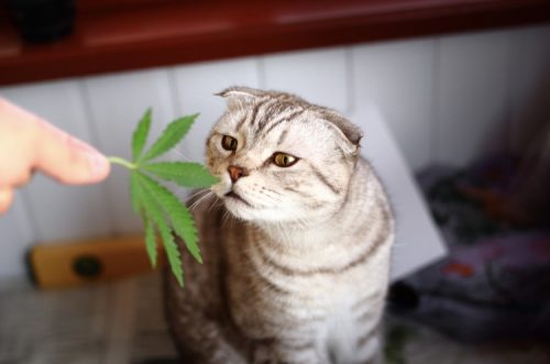 Cat eating marijuana leaf