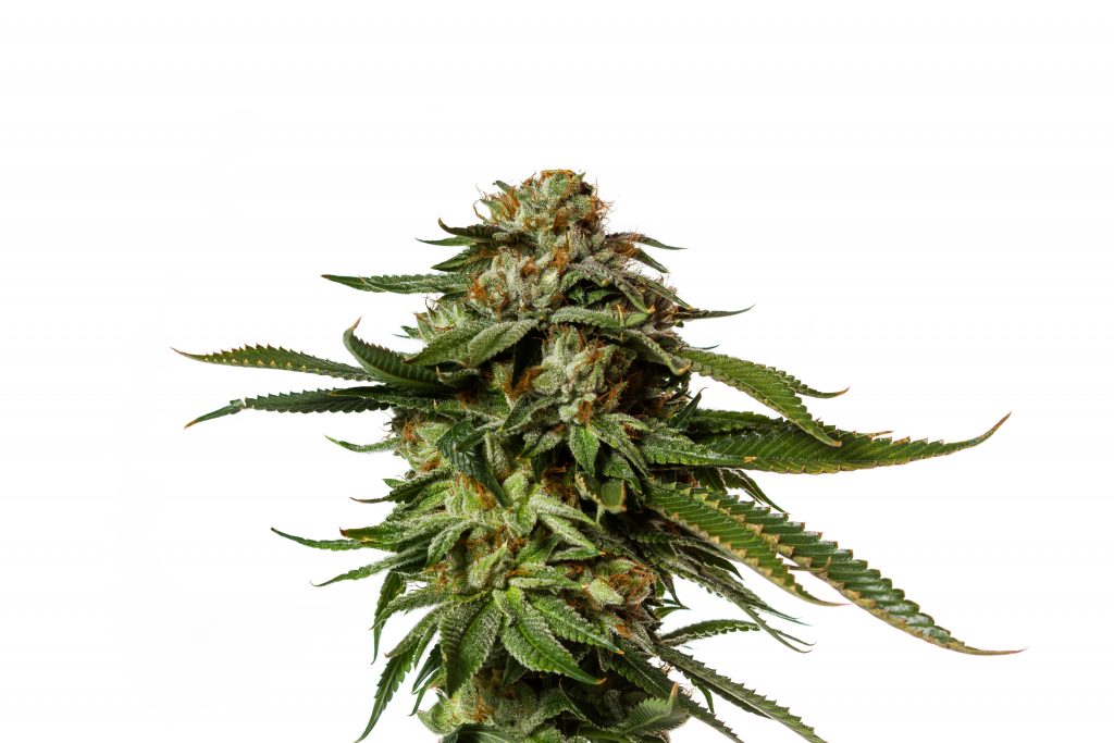 popular cannabis strain