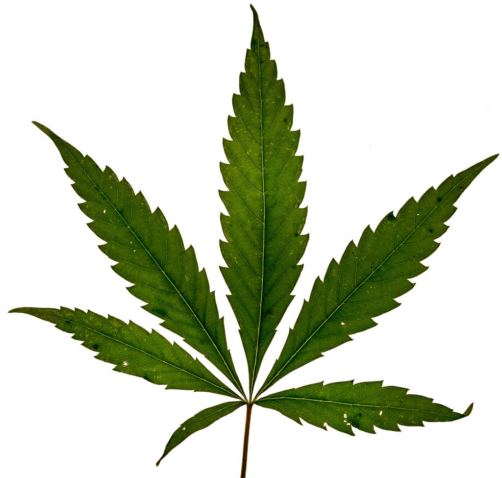 picture of a cannabis leaf for edible marijuana