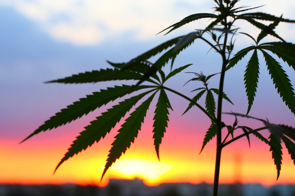 cannabis plants containing cannabinoids