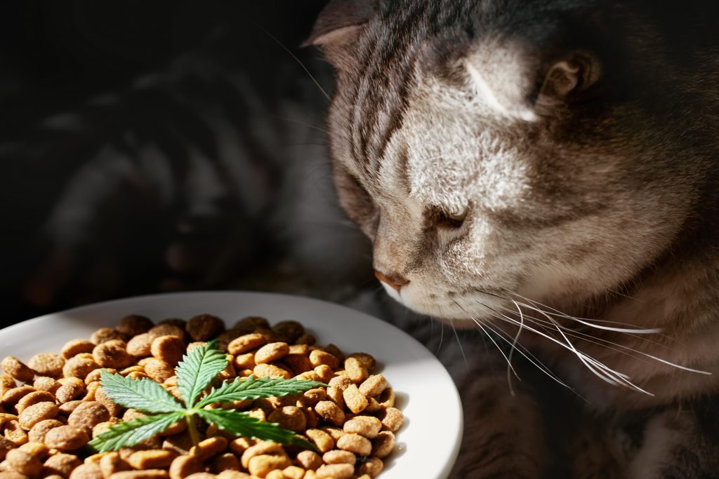 cat about to eat cbd cat food