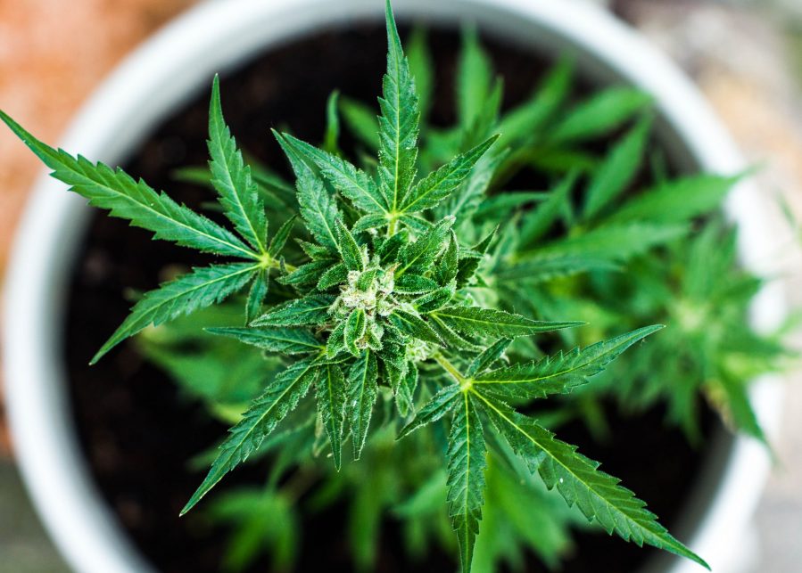 Cannabis-Plant