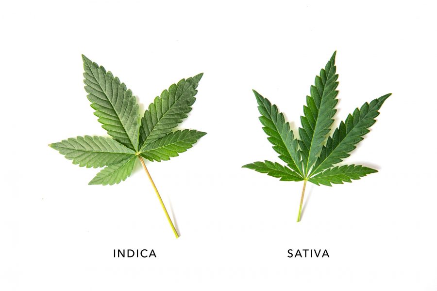 sativa-indica-differences